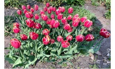 Tulpenbollen van de Rotary